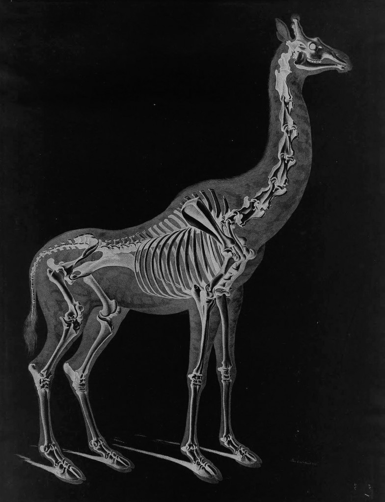 Giraffe Skeleton by Eduard Joseph D'Alton circa 1823