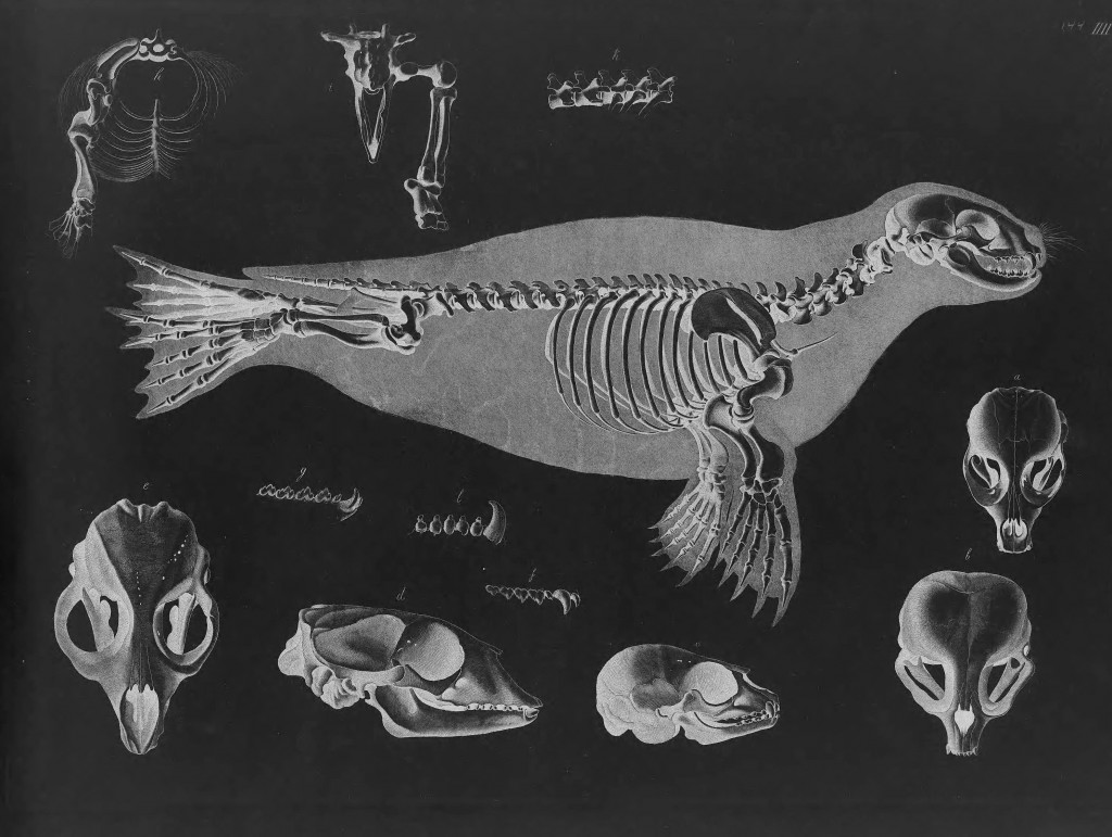Harbor Seal Skeleton by Eduard Joseph D'Alton circa 1823