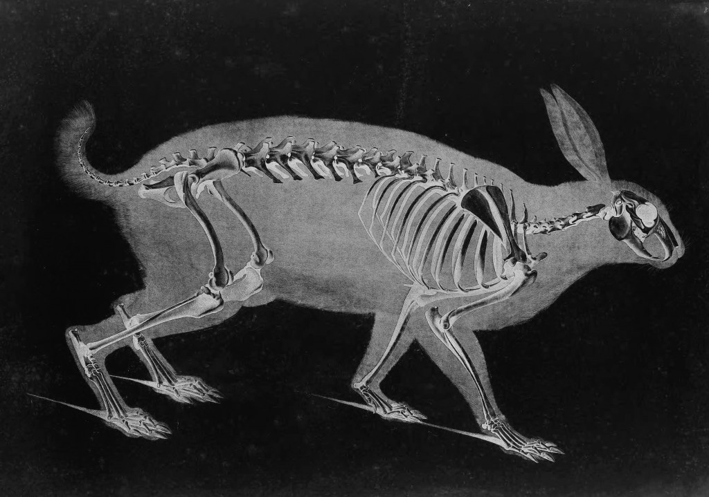 Hare Skeleton by Eduard Joseph D'Alton circa 1823