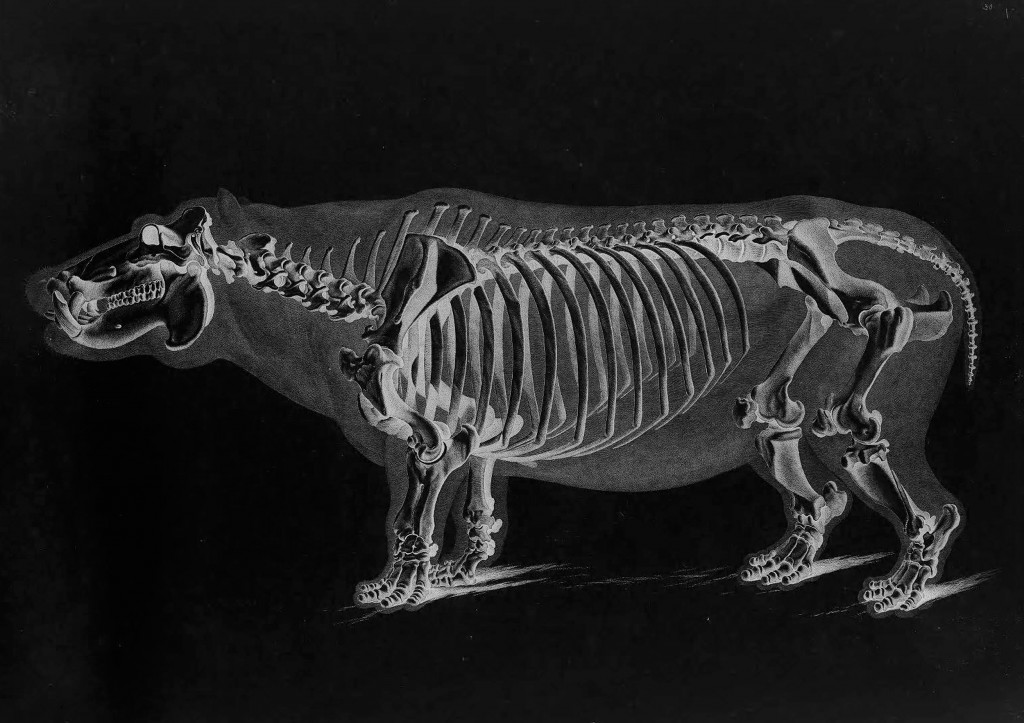 Hippototamus Skeleton by Eduard Joseph D'Alton circa 1823 