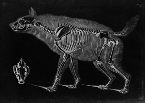 Hyena Skeleton by Eduard Joseph D'Alton circa 1822