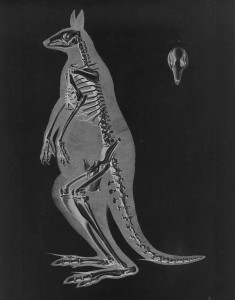 Kangaroo Skeleton by Eduard Joseph D'Alton circa 1824