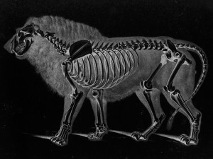 Lion Skeleton by Eduard Joseph D'Alton circa 1822