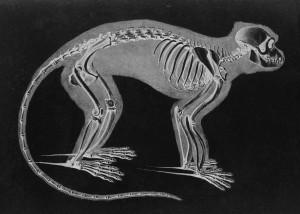 Long-tailed Monkey Skeleton by Eduard Joseph D'Alton circa 1823