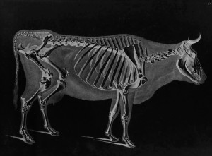 Ox Skeleton by Eduard Joseph D'Alton circa 1823