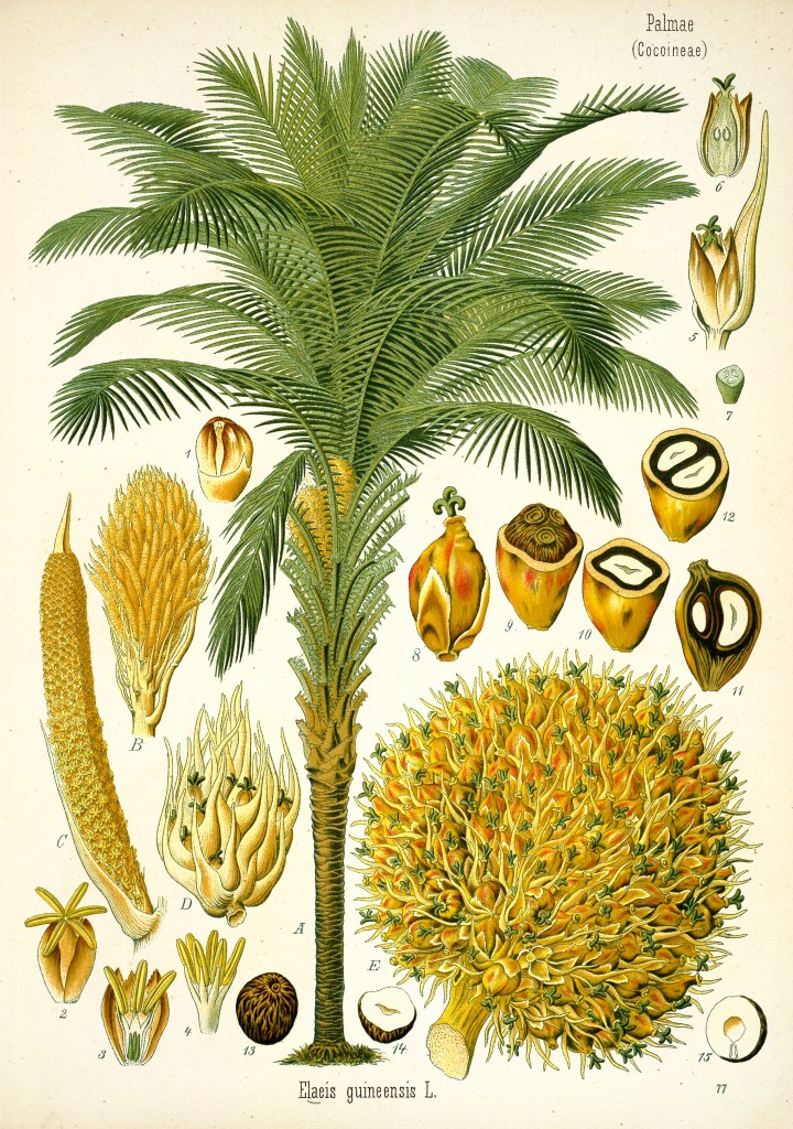 Palm Oil Tree - Elaeis guineensis - Antique Botanical Print from Kohler's Medizinal Pflanzen circa 1883