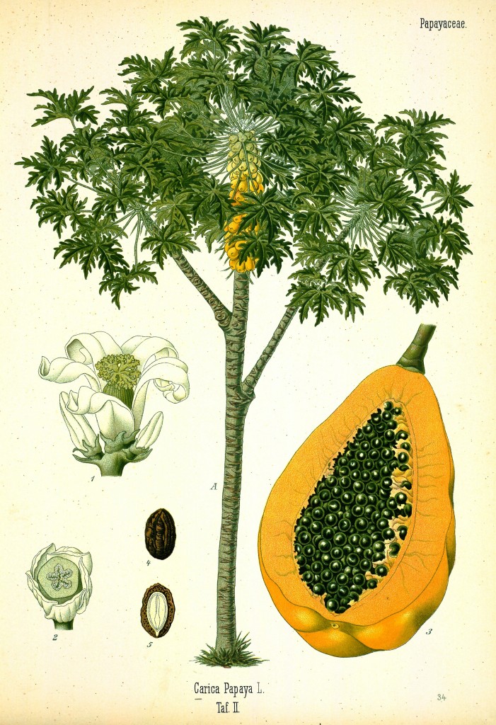 Papaya Fruit and Tree Antique Botanical Print from Kohler's Medizinal Pflanzen circa 1883