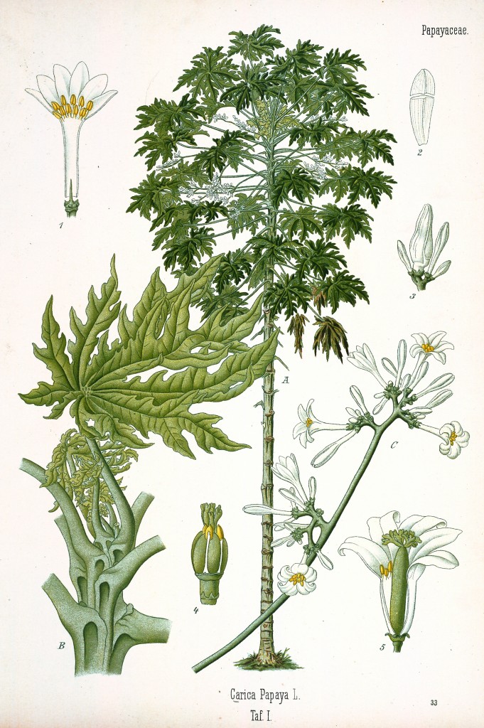 Papaya Blossoms and Tree Antique Botanical Print from Kohler's Medizinal Pflanzen circa 1883