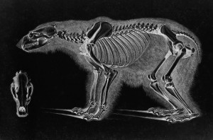 Polar Bear Skeleton by Eduard Joseph D'Alton circa 1822