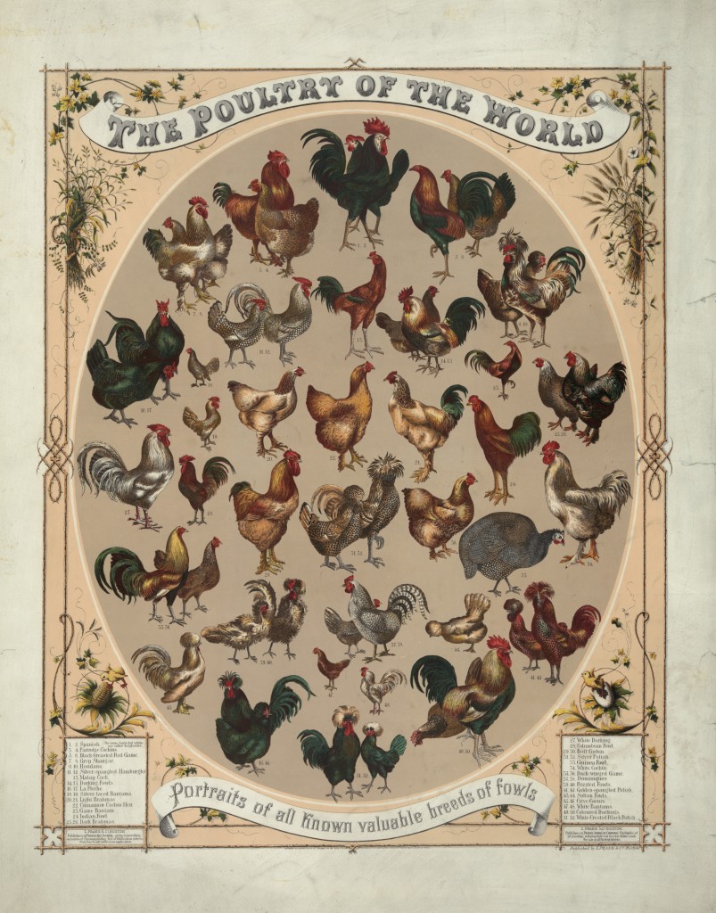 Poultry of the World Poster by L. Prang & Co. circa 1868