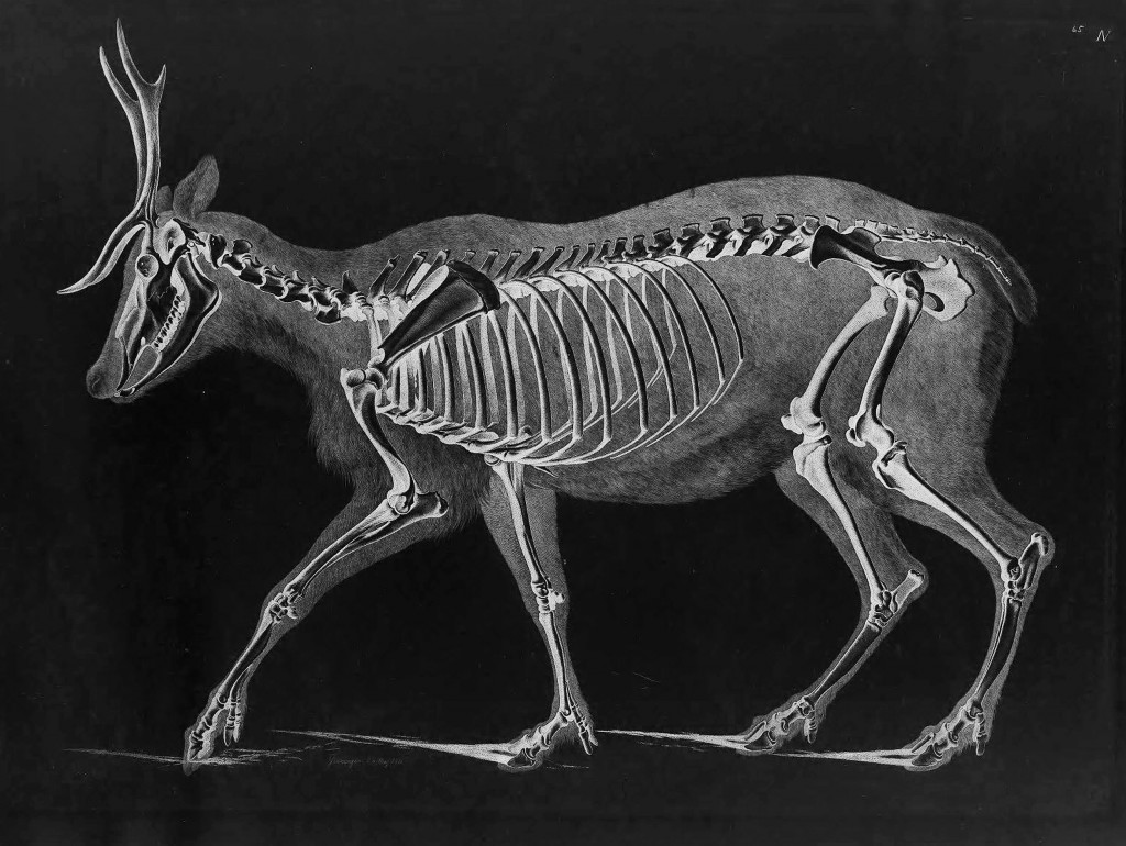 Reindeer Skeleton by Eduard Joseph D'Alton circa 1823