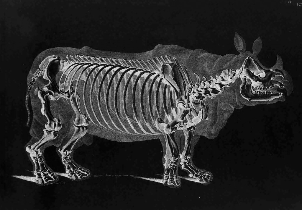 Rhinoceros Skeleton by Eduard Joseph D'Alton circa 1821 