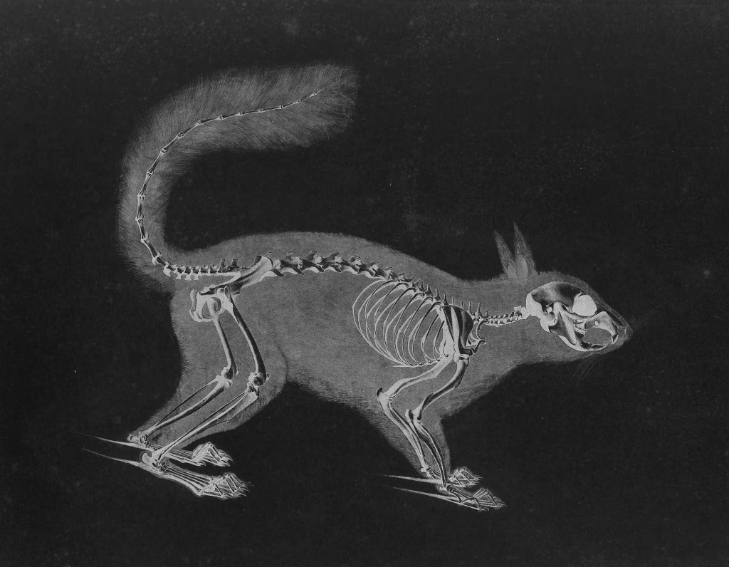 Squirrel Skeleton by Eduard Joseph D'Alton circa 1823