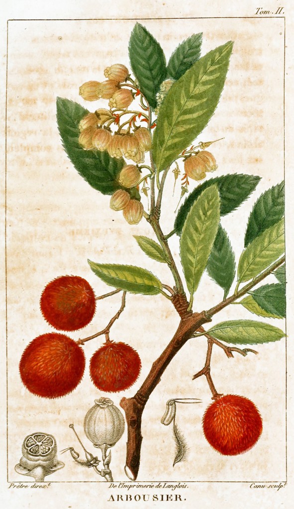 Strawberry Tree Arbousier Botanical Print  by J.G. Pretre circa 1826