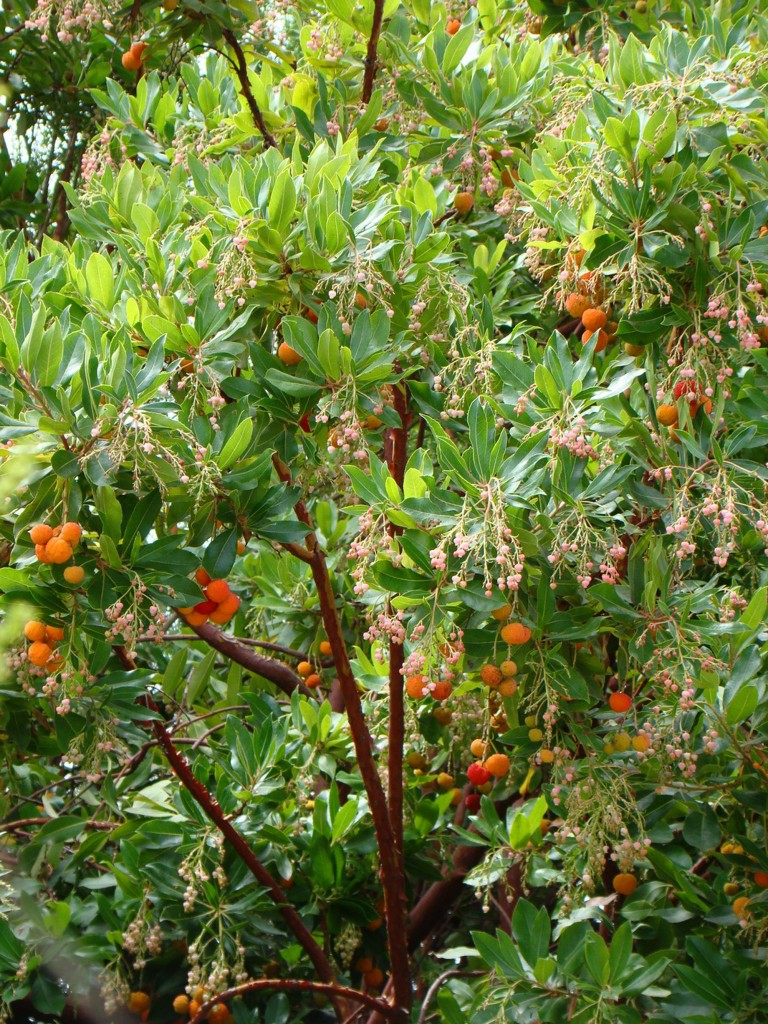Strawberry Tree Arbousier Photograph Taken in Palos Verdes California
