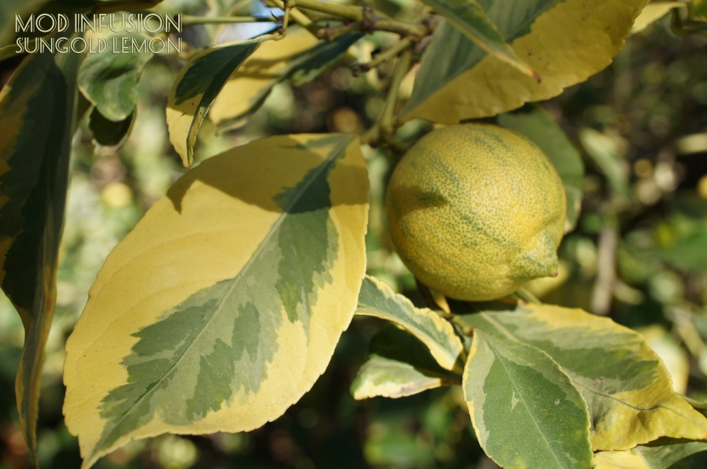 Sungold Lemon