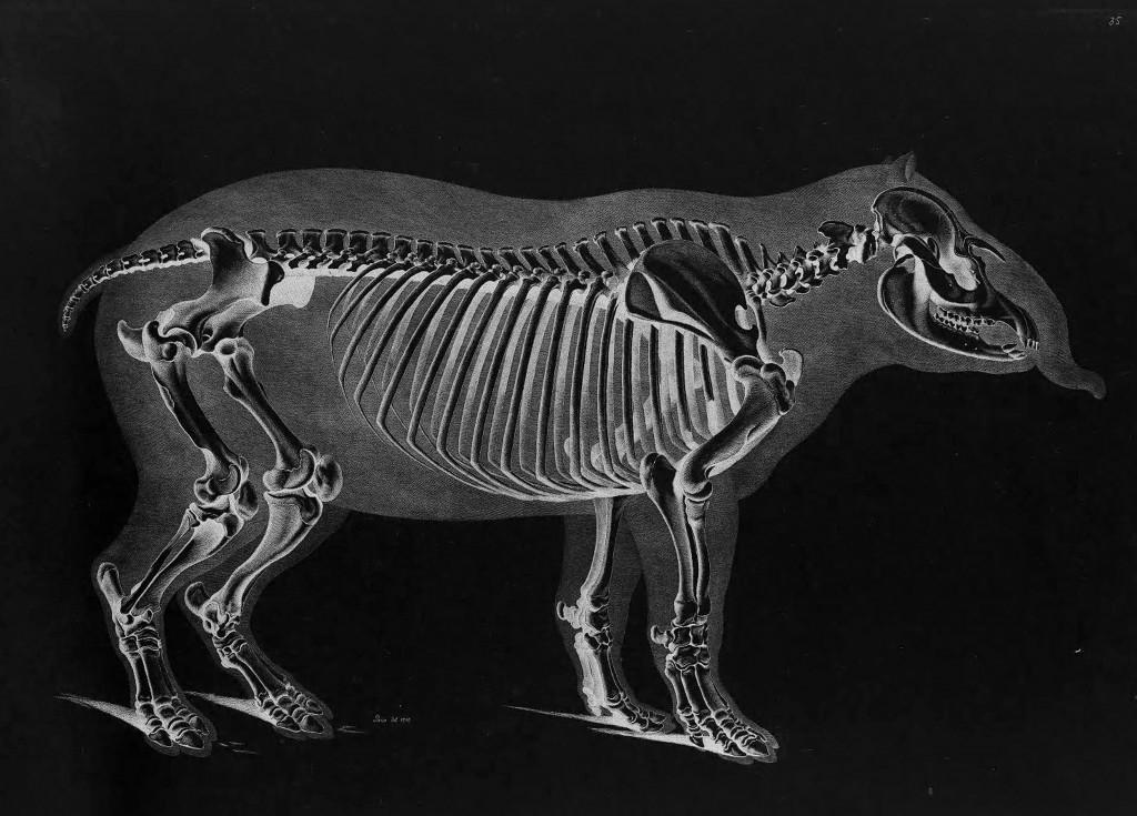 Tapirs Skeleton by Eduard Joseph D'Alton circa 1821