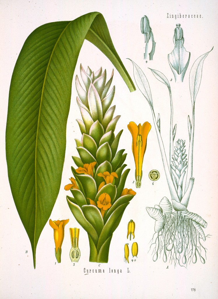 Turmeric Antique Botanical Print from Kohler's Medizinal Pflanzen circa 1883