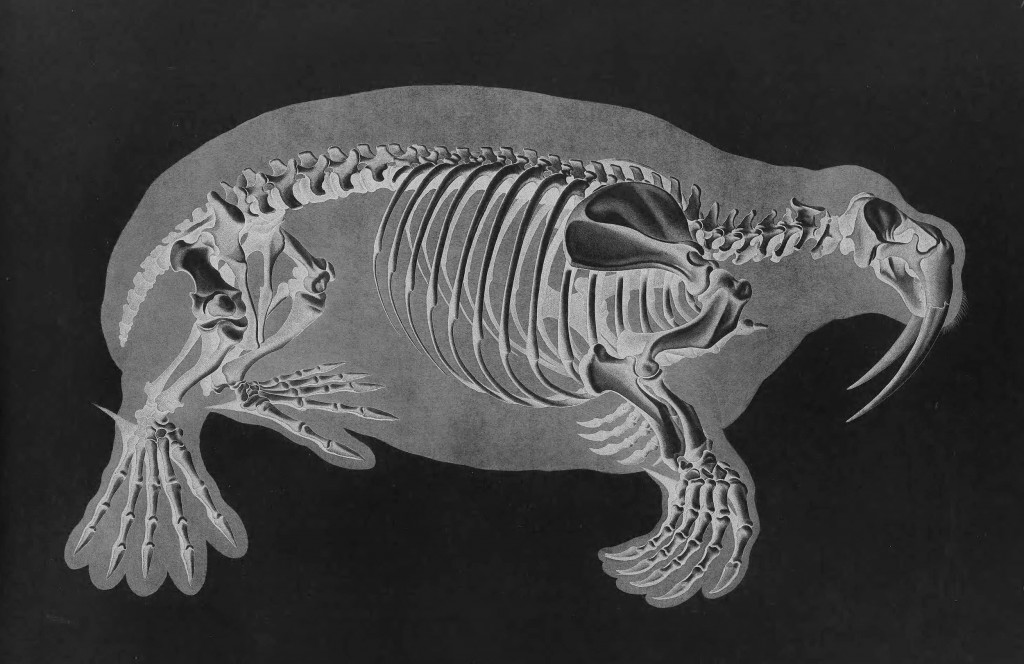 Walrus Skeleton by Eduard Joseph D'Alton circa 1823
