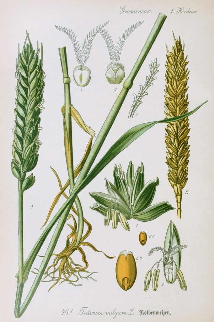 Wheat Botanical Illustration from Flora of Germany circa 1903
