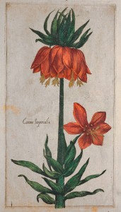 Color Fritillaria imperialis Crown Imperial from Le jardin du Roy tres chrestien by Pierre Vallet circa 1608