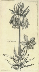 Fritillaria imperialis Crown Imperial from Le jardin du Roy tres chrestien by Pierre Vallet circa 1623