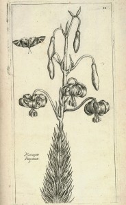 Martagon Lily from Le jardin du Roy tres chrestien by Pierre Vallet circa 1623