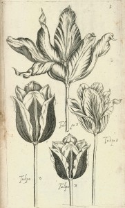 Tulips from Le jardin du Roy tres chrestien by Pierre Vallet circa 1623