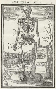 Skeletal Images by Etienne de La Rivière circa 1545 from De dissectione partium corporis humani by Charles Estienne