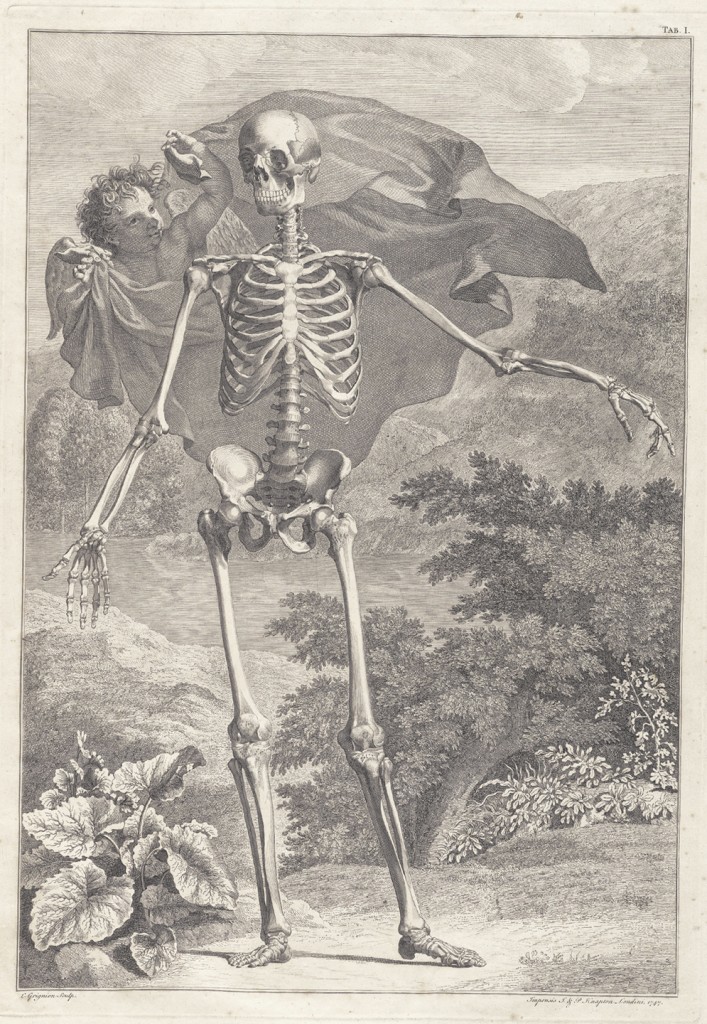 Skeleton Image by Jan Wandelaar 1690-1759 from Bernhard Siegfried Albinus 1697-1770 Tabulae sceleti circa 1749