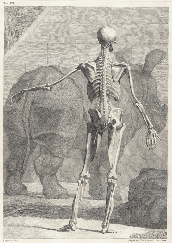 Skeleton Image by Jan Wandelaar 1690-1759 from Bernhard Siegfried Albinus 1697-1770 Tabulae sceleti circa 1749