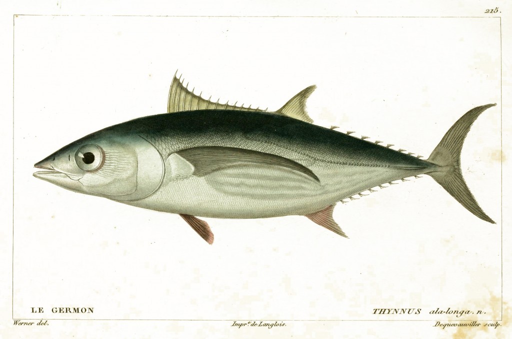 Albacore Tuna by Jean-Charles Werner via Cuvier and Valenciennes circa 1828-1849