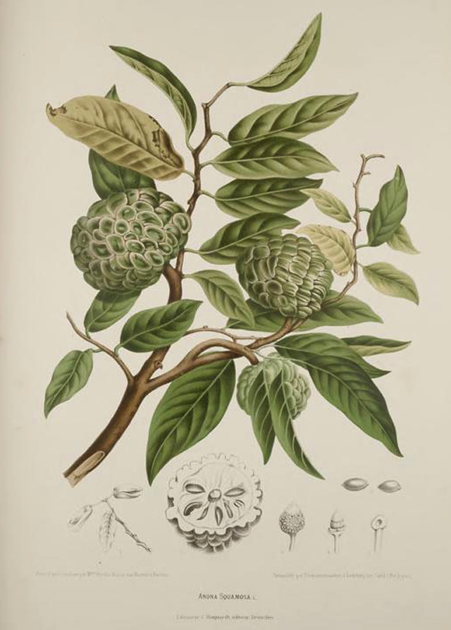 Annona Sugar Apple Botanical Illustration Berthe Hoola Van Nooten 1880