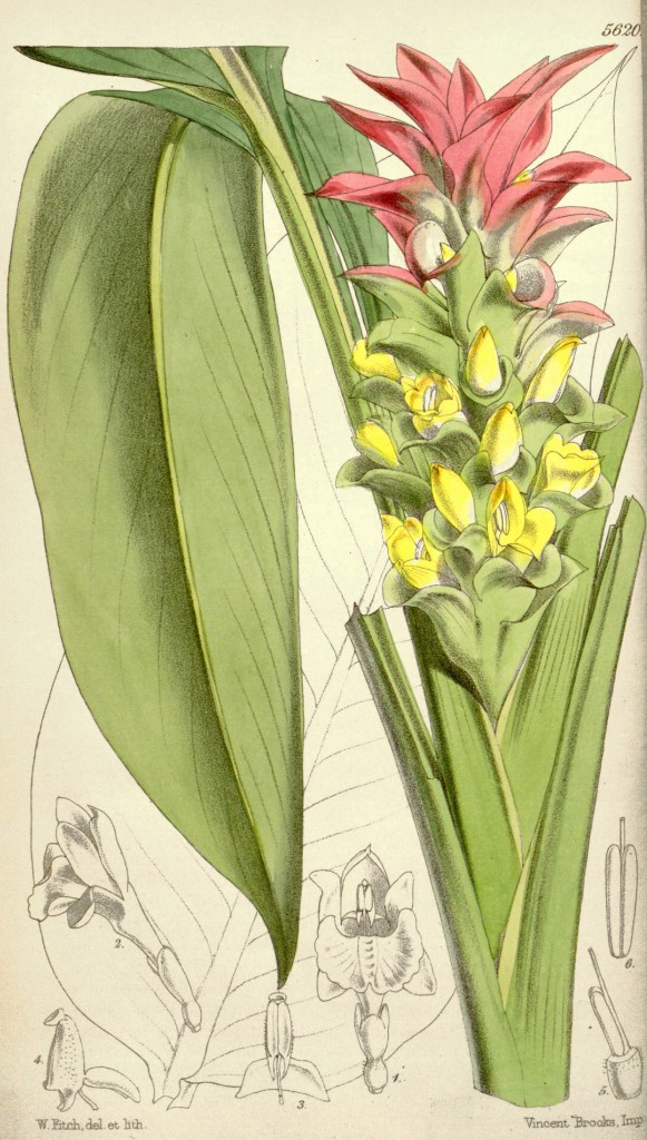 Australian Wild Turmeric Botanical Illustration circa 1849 by Walter Hood Fitch (1817-1892)