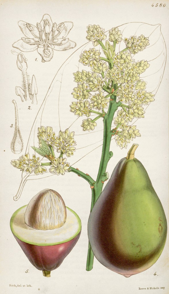 Avocado Botanical Illustration circa 1851 by Walter Hood Fitch (1817-1892)