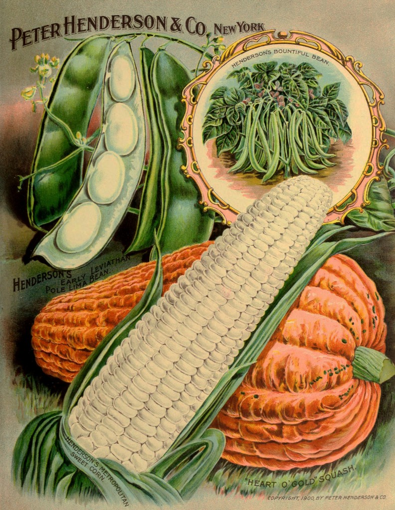 Illustration Vegetable Varieties - Beans, Corn and Squash circa 1894 - Peter Henderson Co.