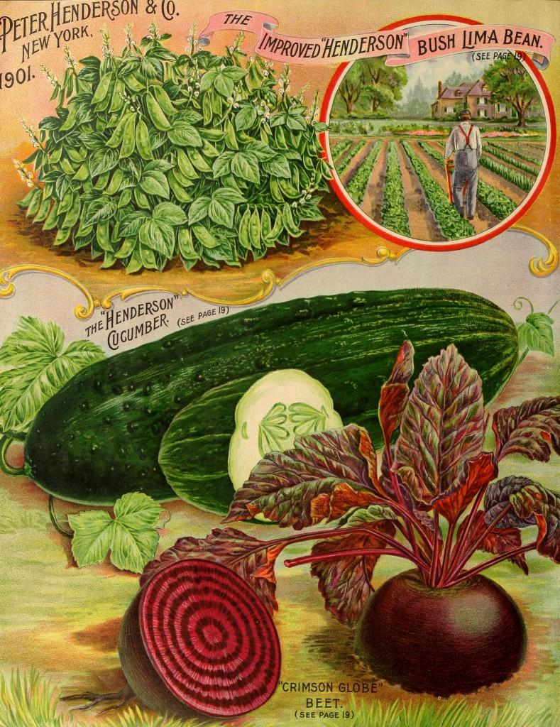 Illustration Vegetable Varieties - Beet, Cucumber and Beans circa 1901 - Peter Henderson Co.