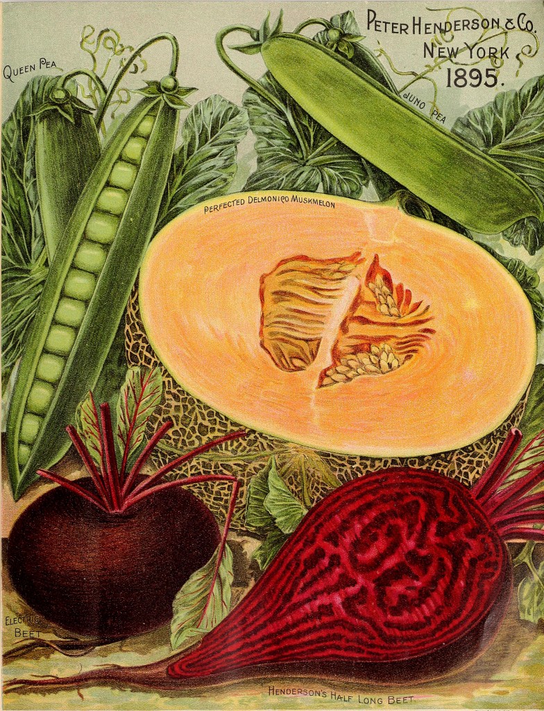 Illustration Vegetable Varieties - Beet and Melon circa 1895 - Peter Henderson Co.