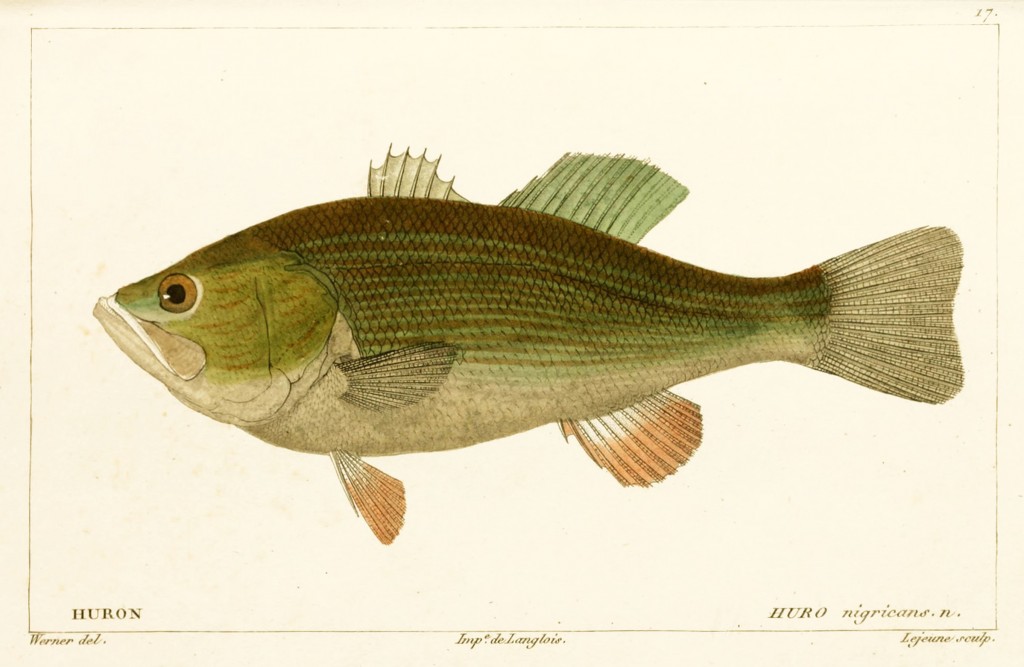 Black Bass by Jean-Charles Werner via Cuvier and Valenciennes circa 1828-1849
