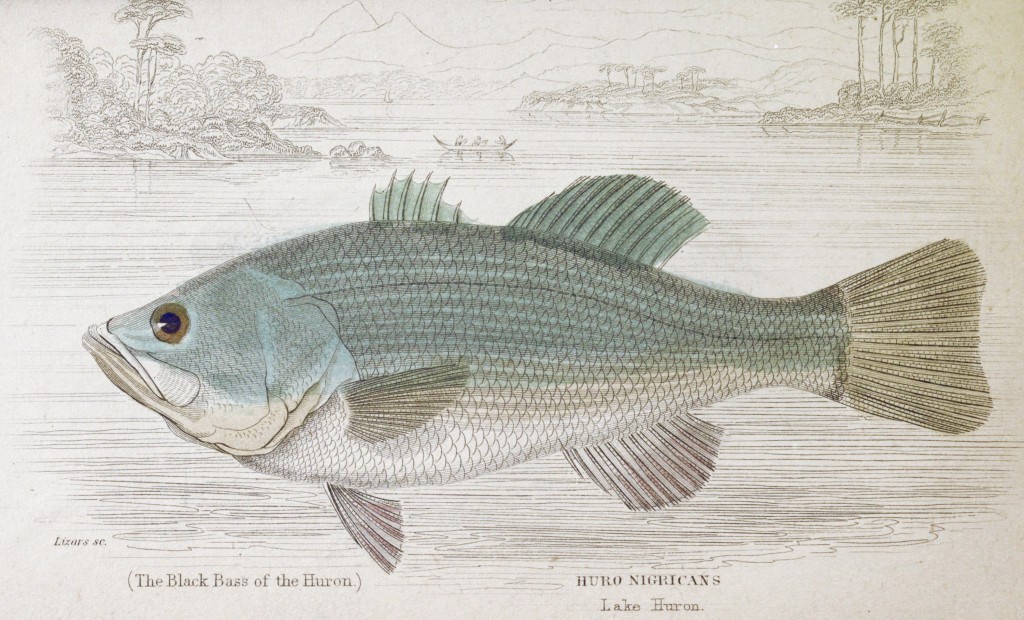 Black Bass with a View of Lake Huron by Sir William Jardine pub Lizars circa 1843