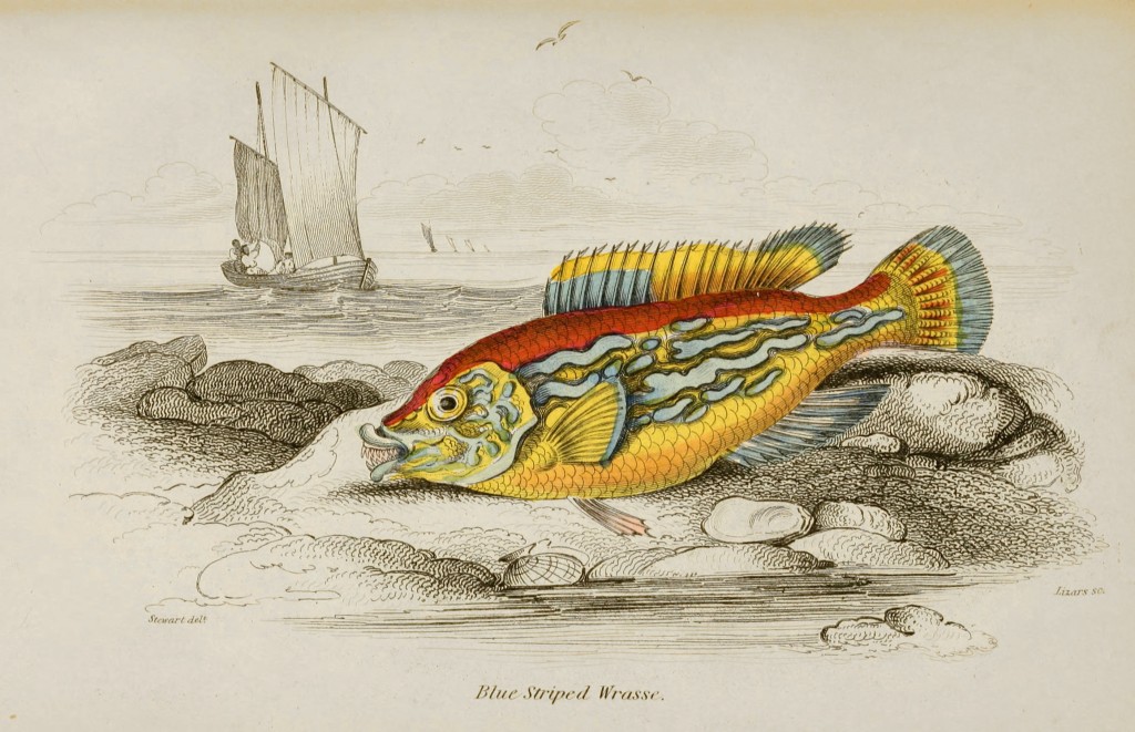 Blue Striped Wrasse Illustration by Stewart and Lizars circa 1852