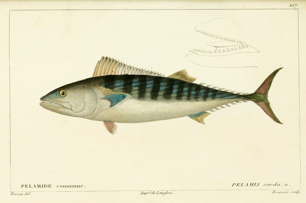 Bonito Atlantic Tuna by Jean-Charles Werner via Cuvier and Valenciennes circa 1828-1849