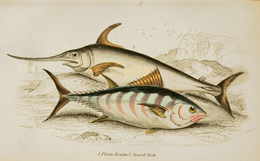 Bonito and Swordfish Illustration by Stewart and Lizars circa 1852