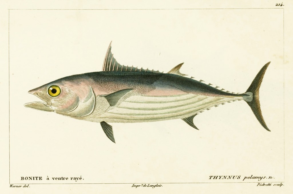 Bonito Tuna by Jean-Charles Werner via Cuvier and Valenciennes circa 1828-1849