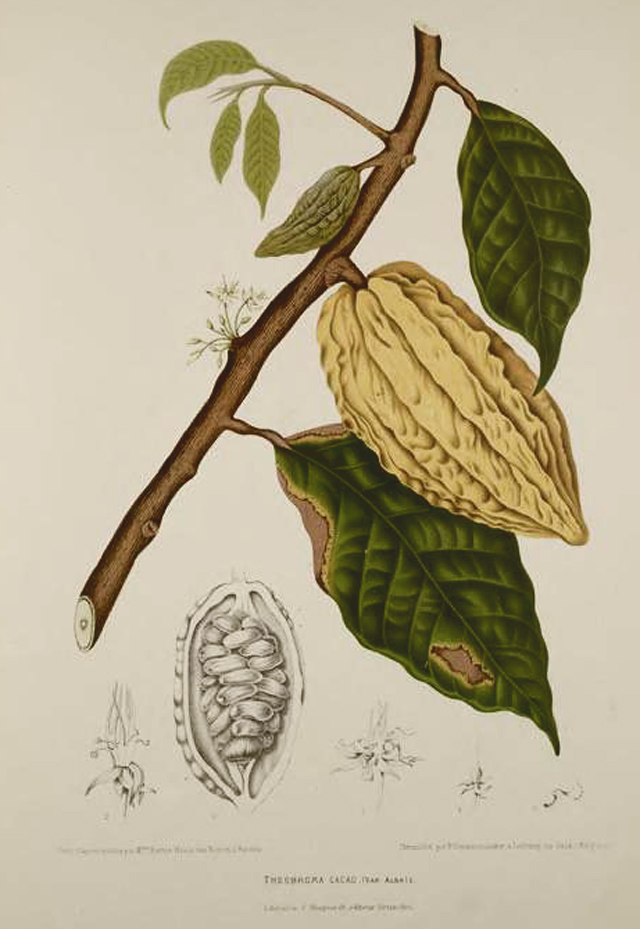 Cacao Chocolate Botanical Illustration Berthe Hoola Van Nooten 1880