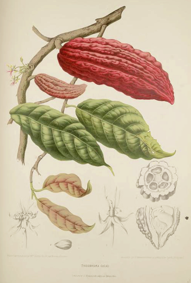 Cacao Botanical Illustration Berthe Hoola Van Nooten 1880