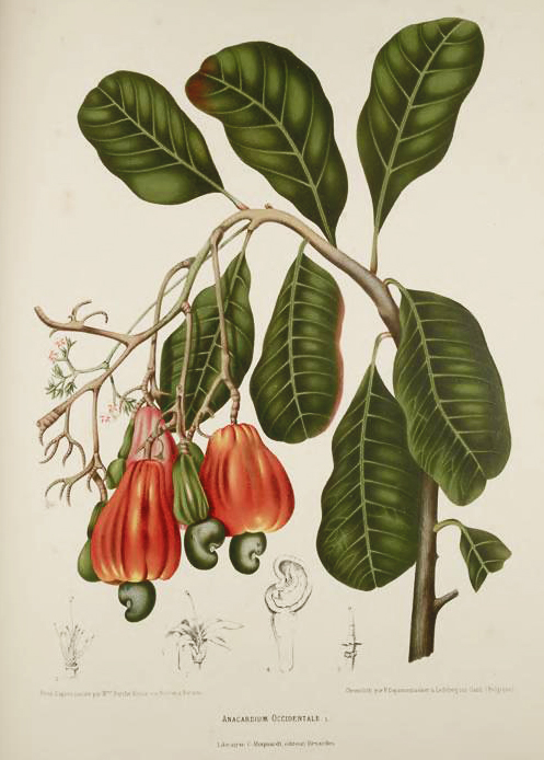 Cashew Botanical Illustration Berthe Hoola Van Nooten 1880