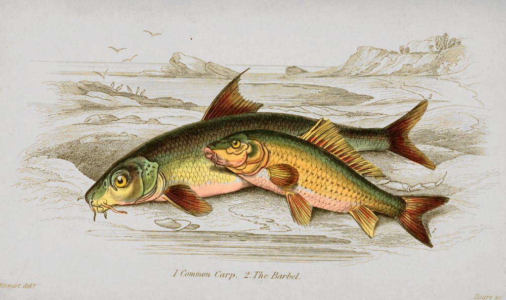 Common Carp and Barbel Illustration by Stewart and Lizars circa 1852