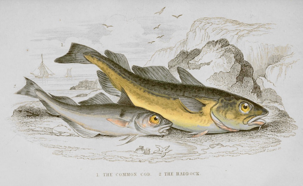 Common Cod and Haddock Illustration by Lizars circa 1854