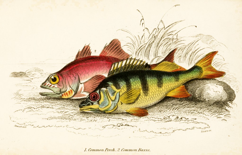 Common Perch and Common Bass by Stewart and Lizars circa 1852